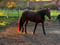Horse ad