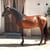 Horse ad
