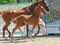 Anuncio de caballos