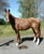 Anuncio de caballos