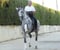 Horse ad