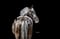 Annuncio cavallo