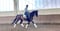 Annuncio cavallo