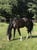 Annonce cheval