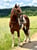 Annuncio cavallo