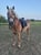 Annonce cheval