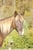 Horse ad