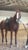 Annuncio cavallo