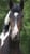 Horse ad
