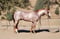 Annuncio cavallo