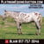 Horse ad