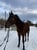 Annonce cheval