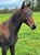 Horse ad