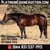 Horse ad