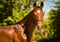 Horse ad