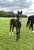 Annuncio cavallo