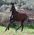 Horse ad