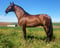 Horse ad