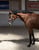 Annonce cheval