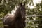Horse ad