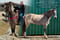 Horse ad