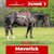 Paardadvertentie