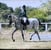 Annonce cheval