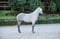 Horse ad