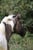 Horse ad