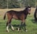 Annuncio cavallo