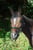 Horse ad
