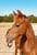 Horse ad