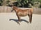 Annonce cheval