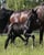 Annonce cheval