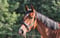 Horse ad