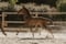 Annonce cheval
