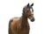 Annuncio cavallo