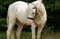 Horse ad