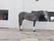 Horse ad