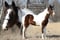 Horse ad