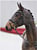 Annuncio cavallo