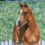 Horse ad