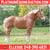 Horse ad