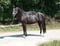 Annuncio cavallo
