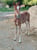Annuncio cavallo