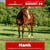 Paardadvertentie