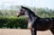 Horse ad