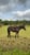 Horse ad