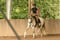Horse ad