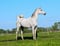 Horse ad